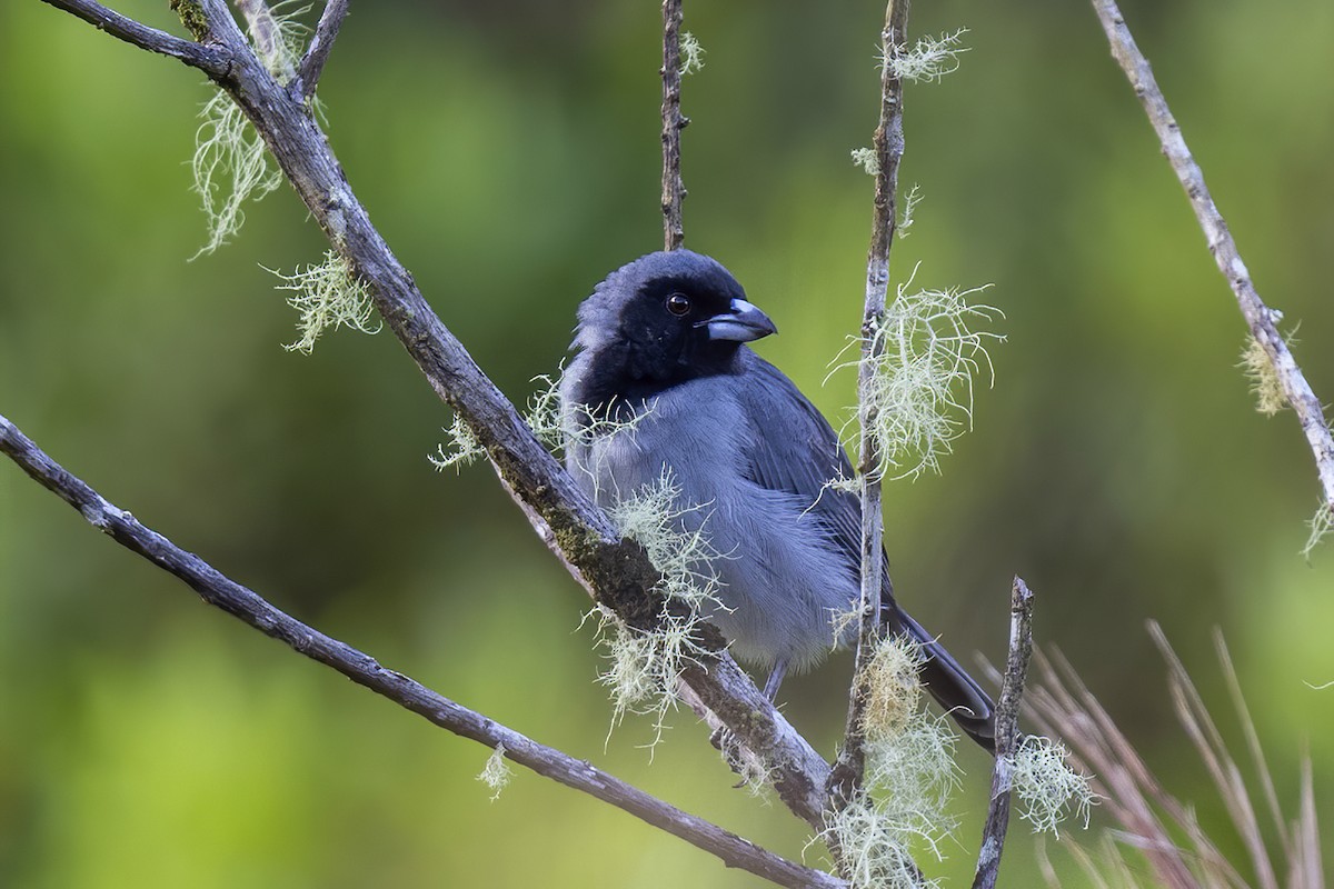 Black-faced Tanager - ML609163752