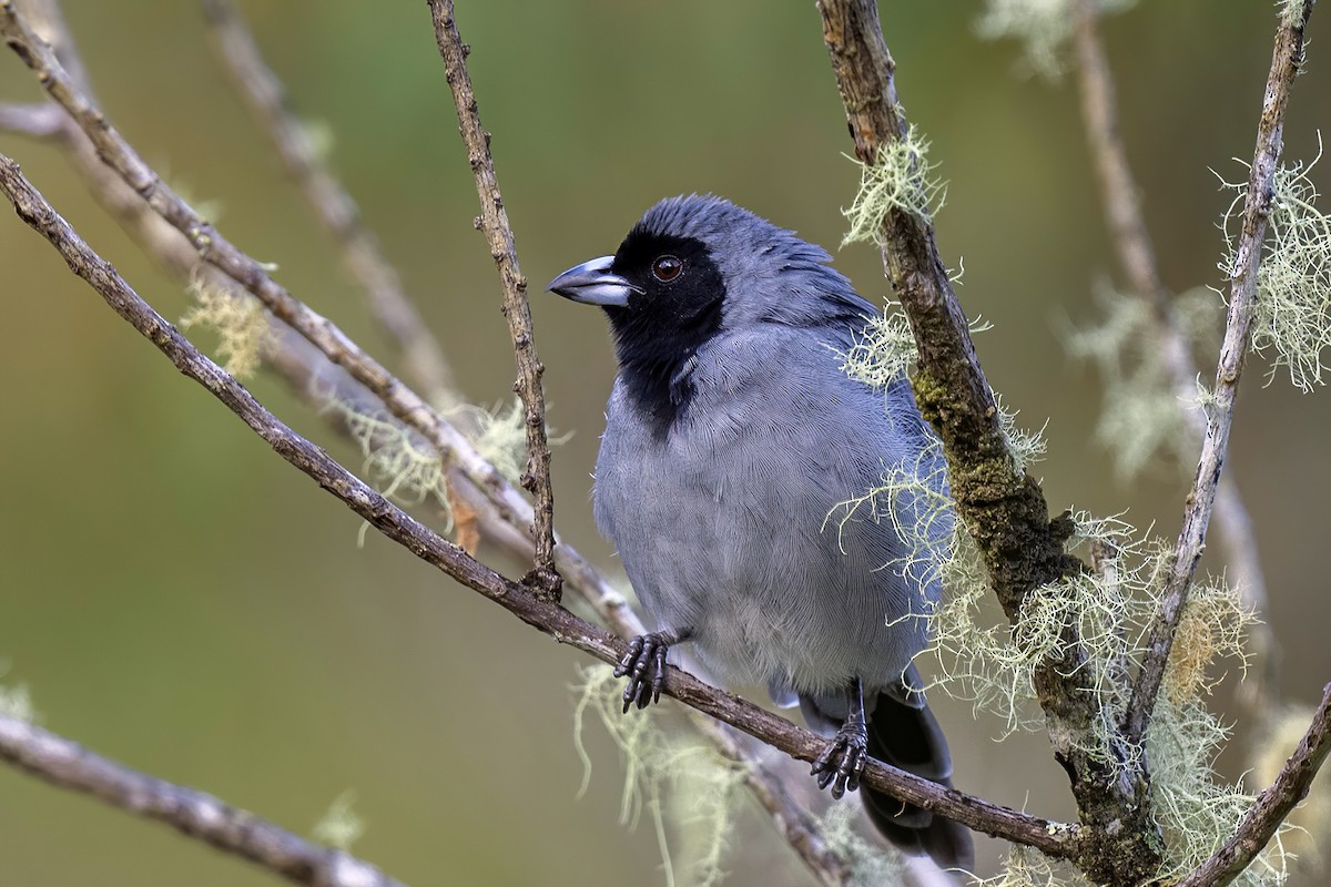 Black-faced Tanager - ML609163753