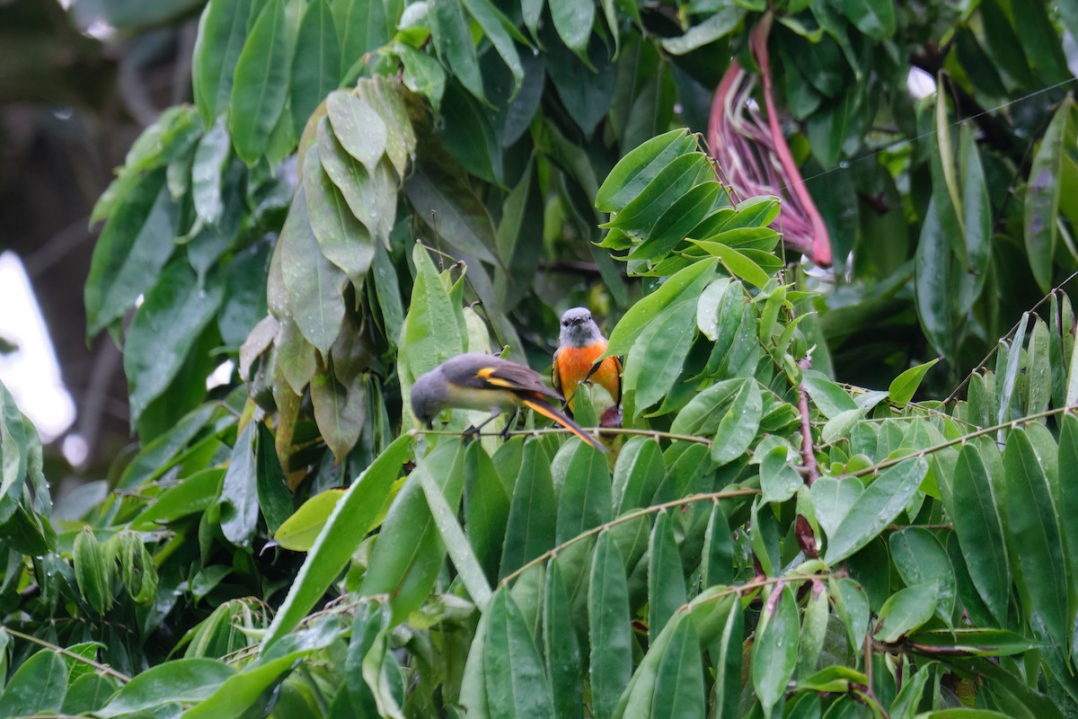 Small Minivet - ML609163756
