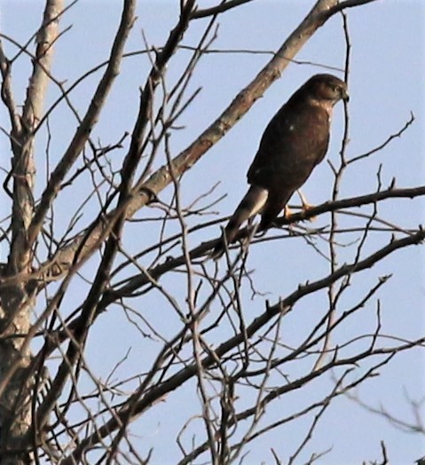 Sharp-shinned Hawk - ML609163761