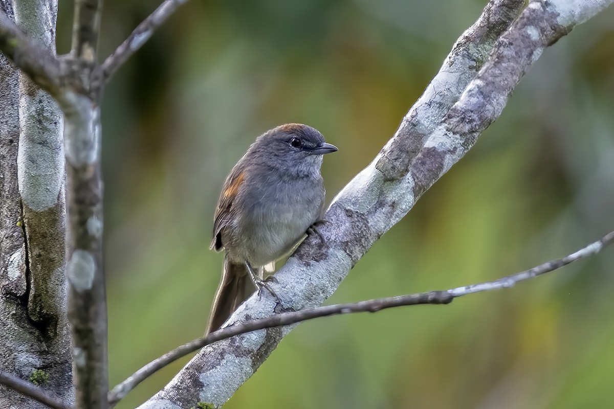 Pale-breasted Spinetail - ML609163762