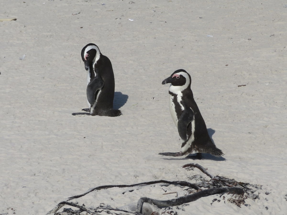 Pingüino de El Cabo - ML609163911