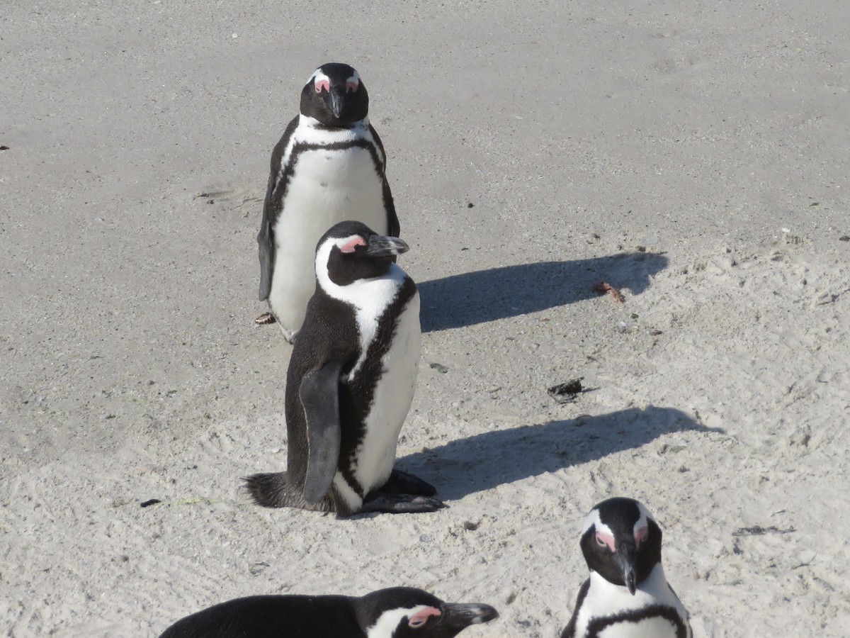Pingüino de El Cabo - ML609163912