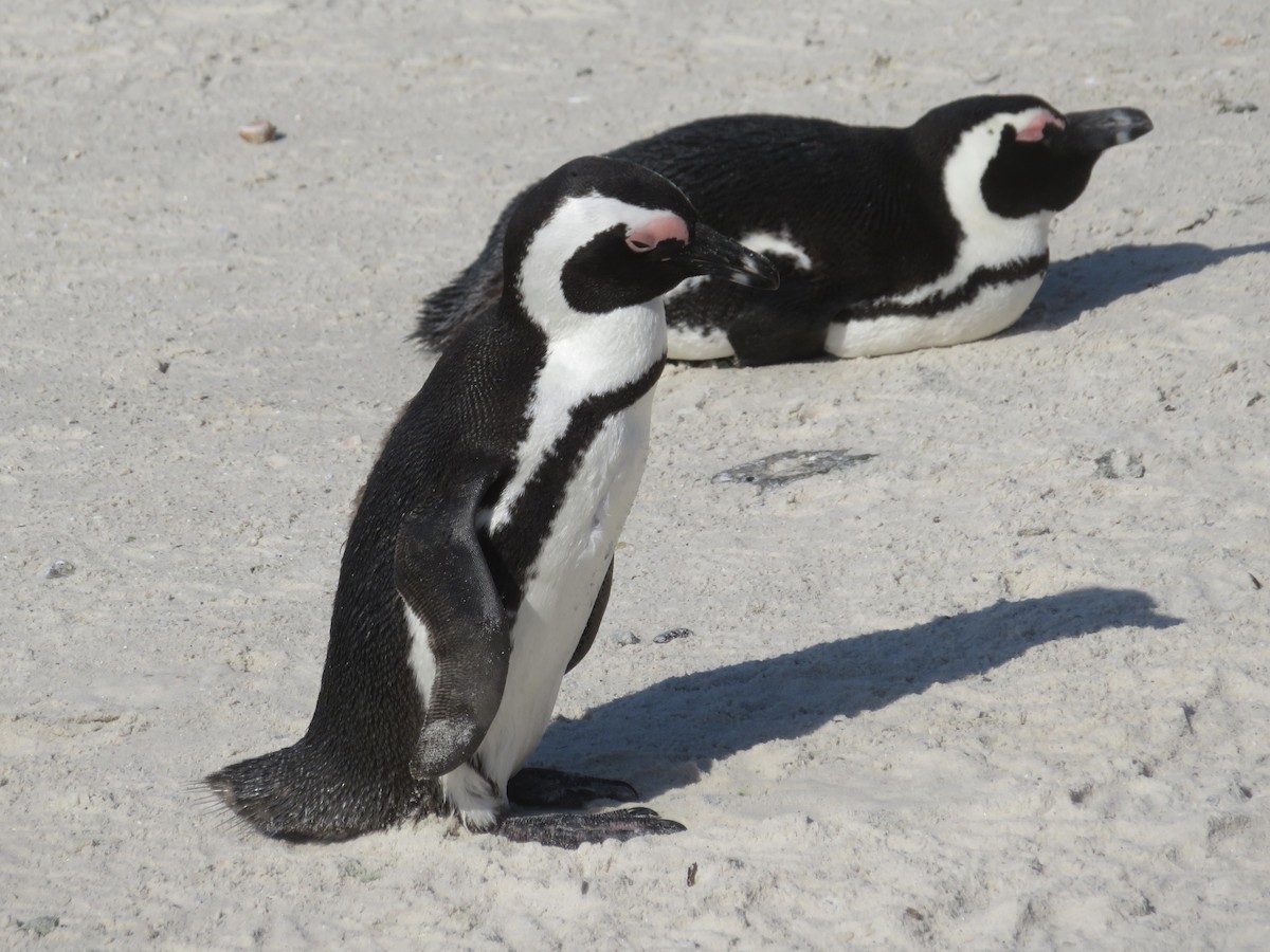 Pingüino de El Cabo - ML609163913