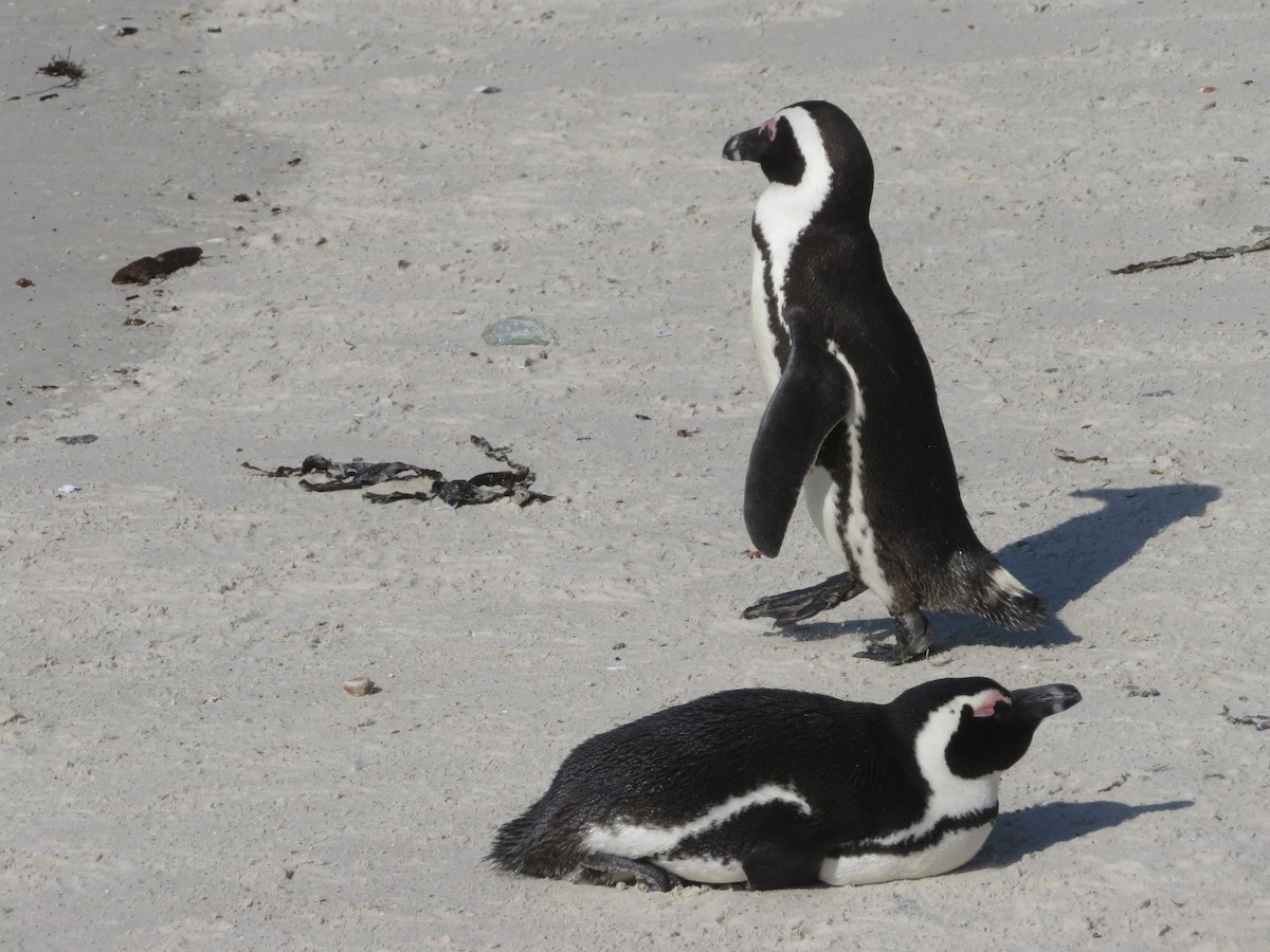 Pingüino de El Cabo - ML609163914