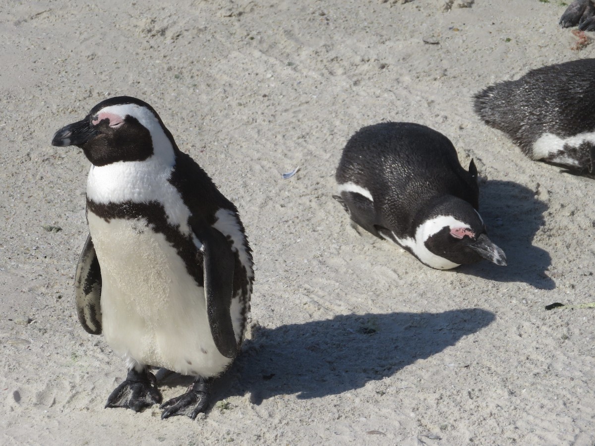 Pingüino de El Cabo - ML609163922