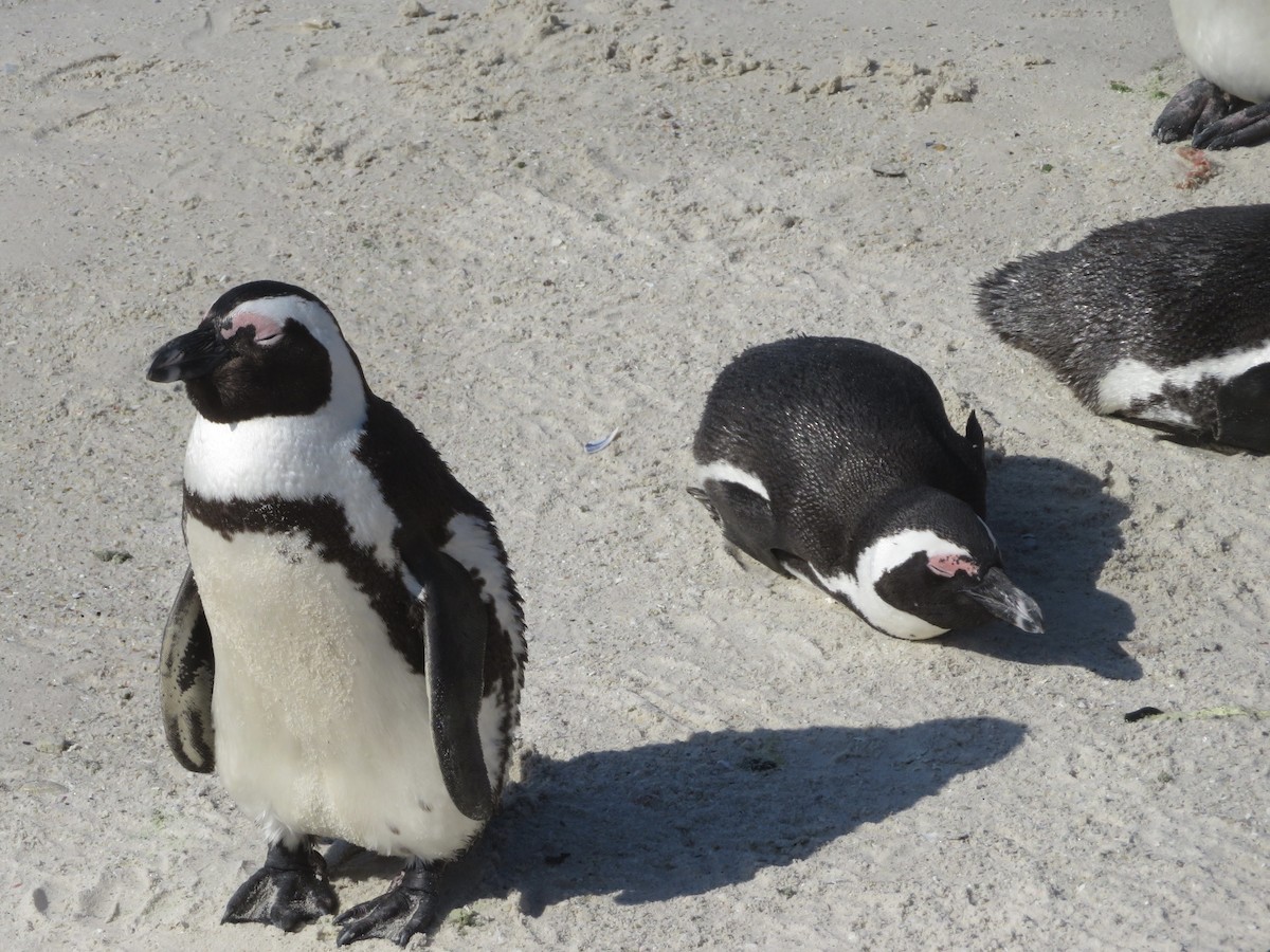 Pingüino de El Cabo - ML609163925