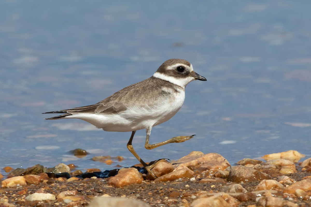 Common Ringed Plover - ML609164548