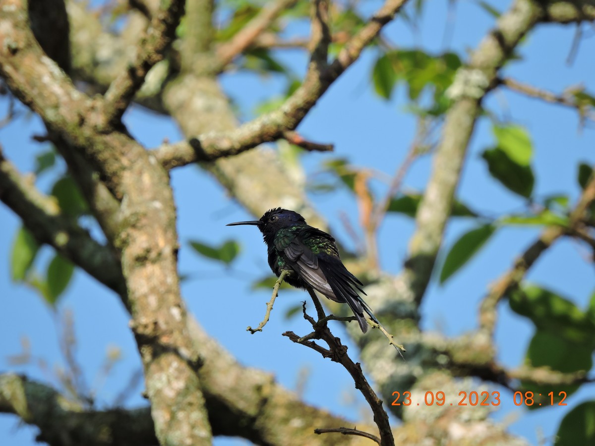 Swallow-tailed Hummingbird - ML609164622
