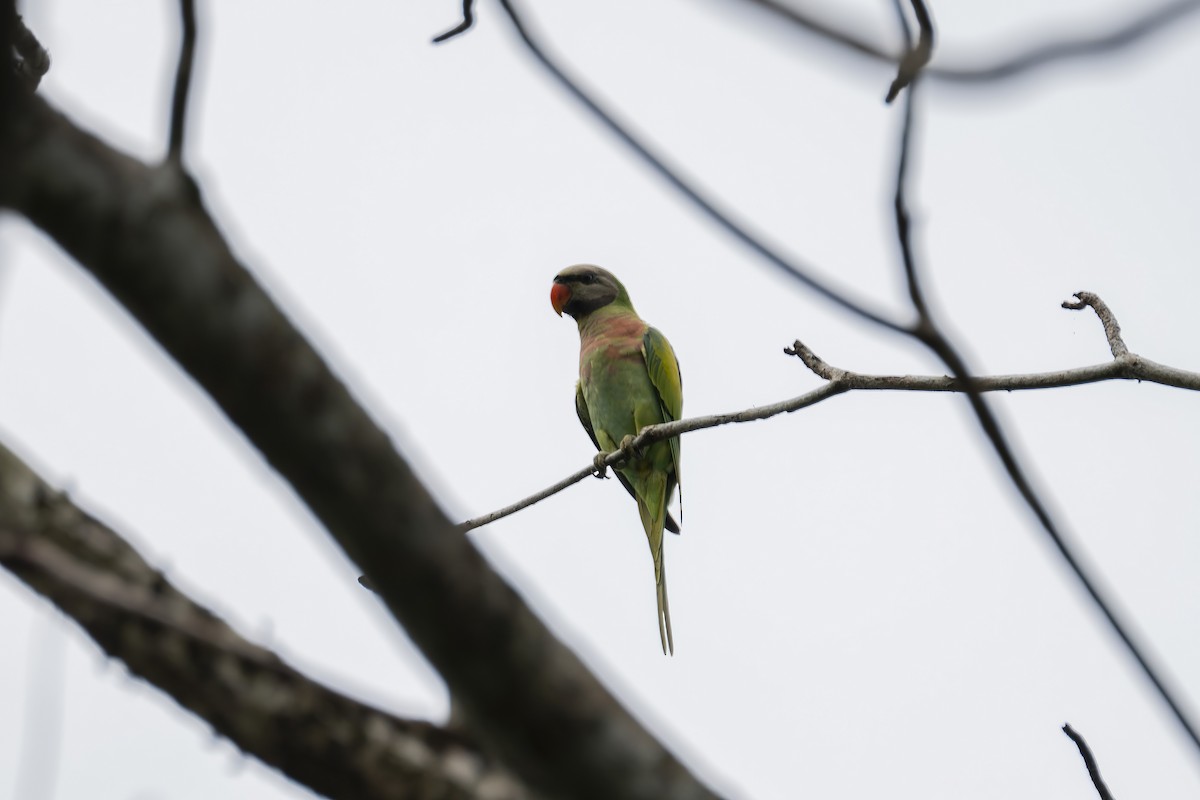 Red-breasted Parakeet - ML609164724