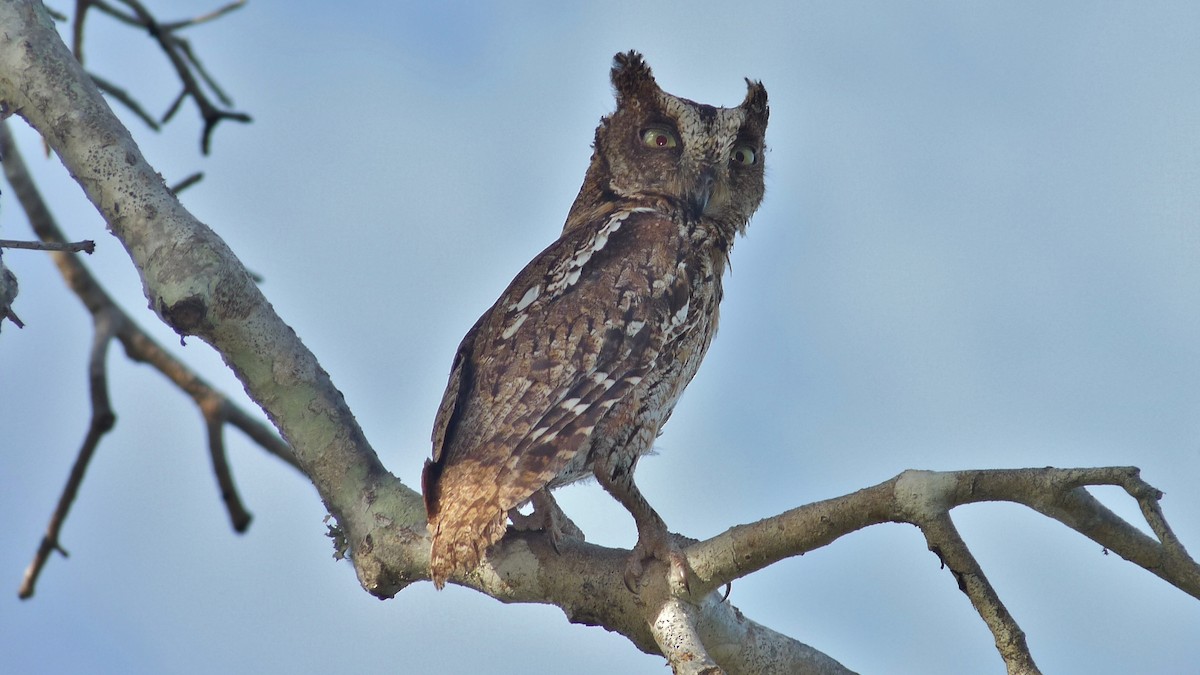 Madagascar Scops-Owl (Torotoroka) - ML609164750