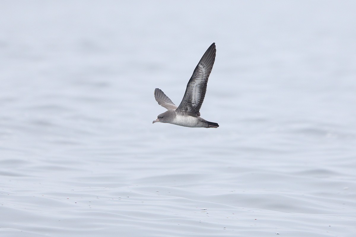 Pink-footed Shearwater - ML609164753