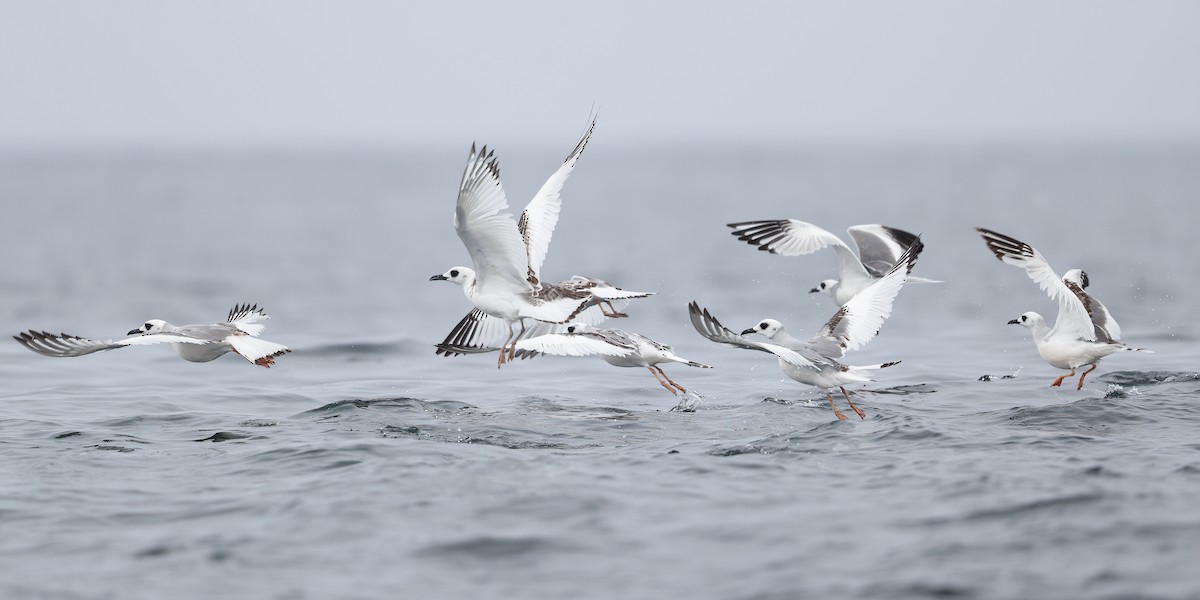 Swallow-tailed Gull - Jon Irvine