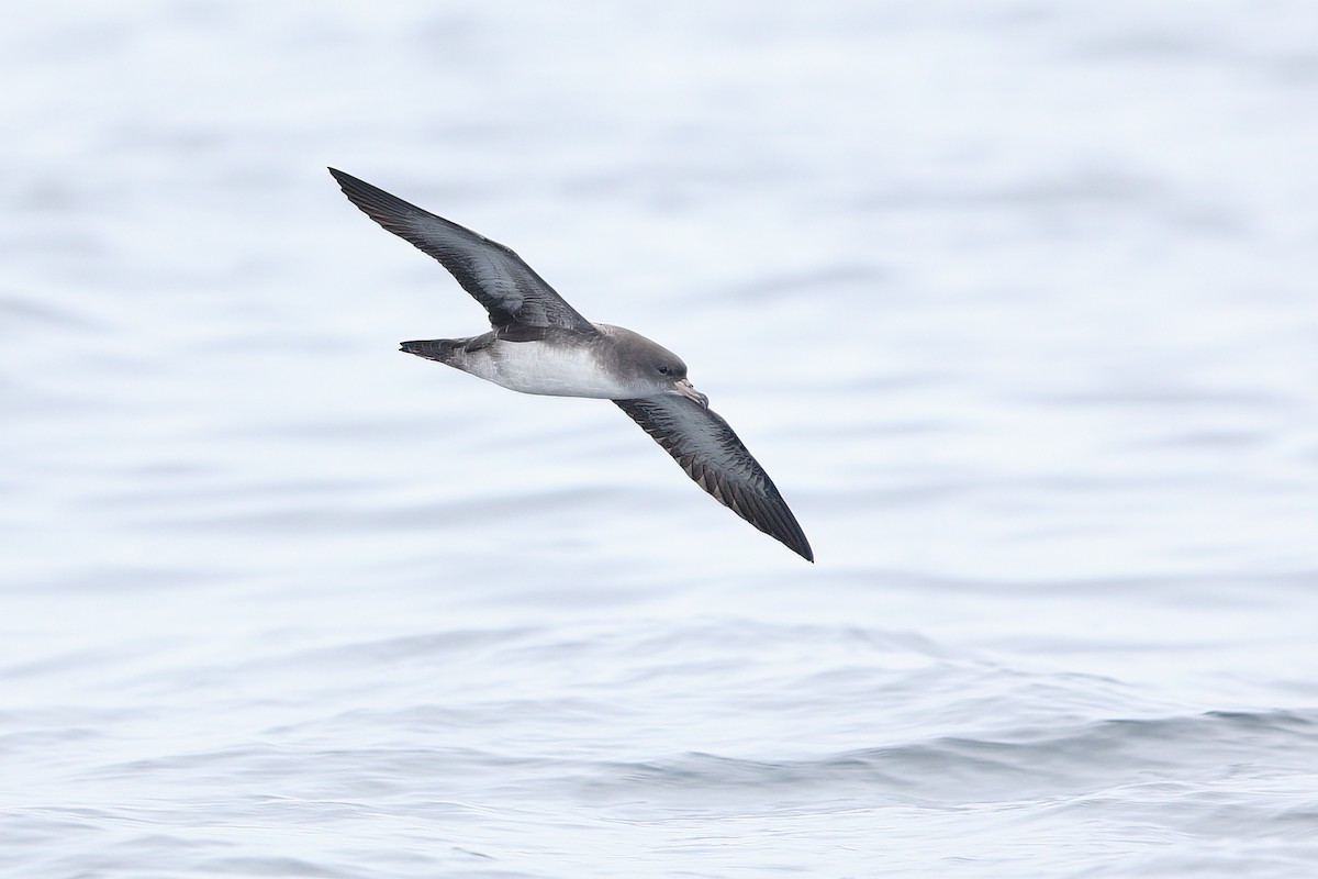Pink-footed Shearwater - ML609164847