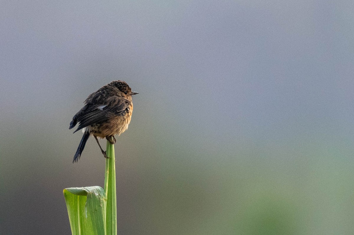 African Stonechat (African) - ML609164877