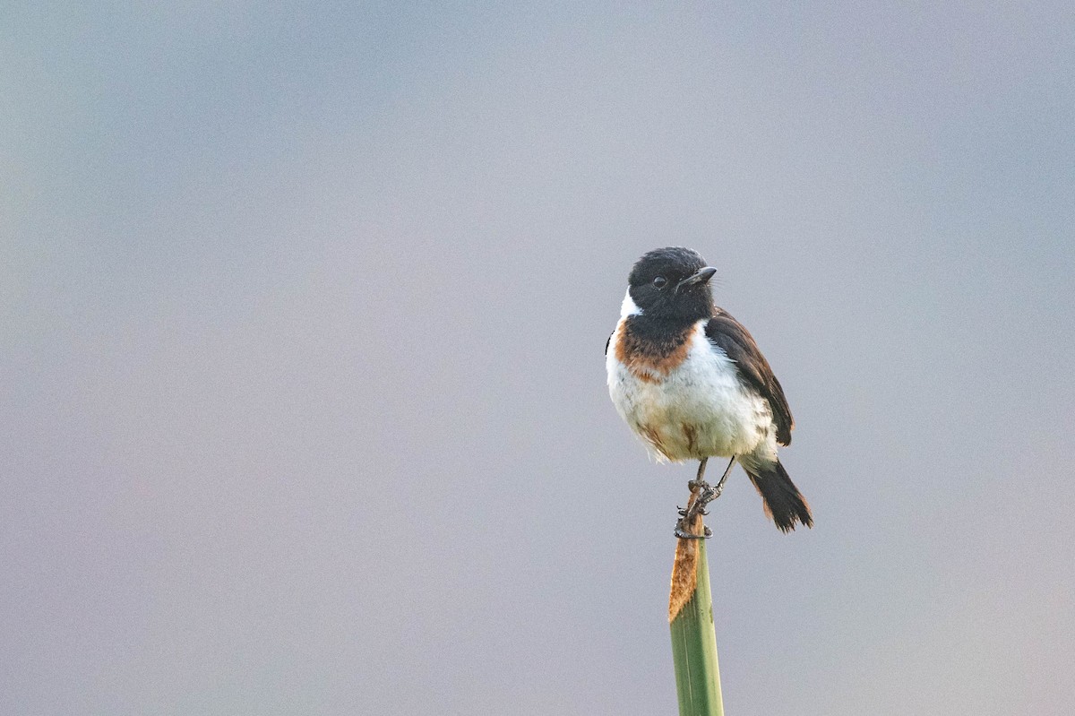 African Stonechat (African) - ML609164878