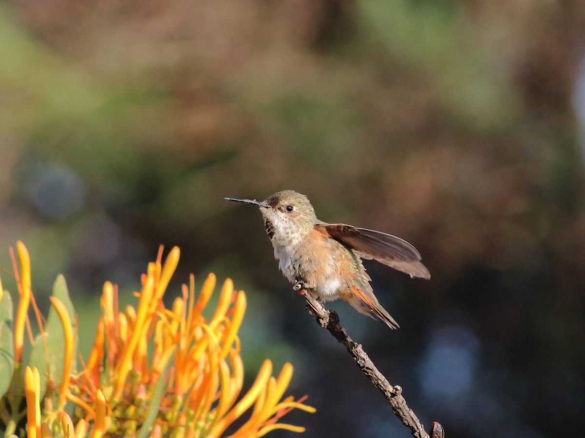 Rufous Hummingbird - ML609164896