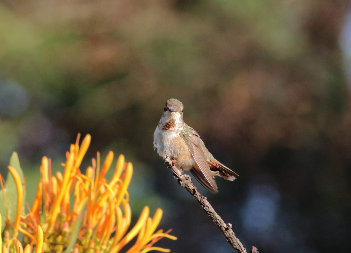 Rufous Hummingbird - ML609164897