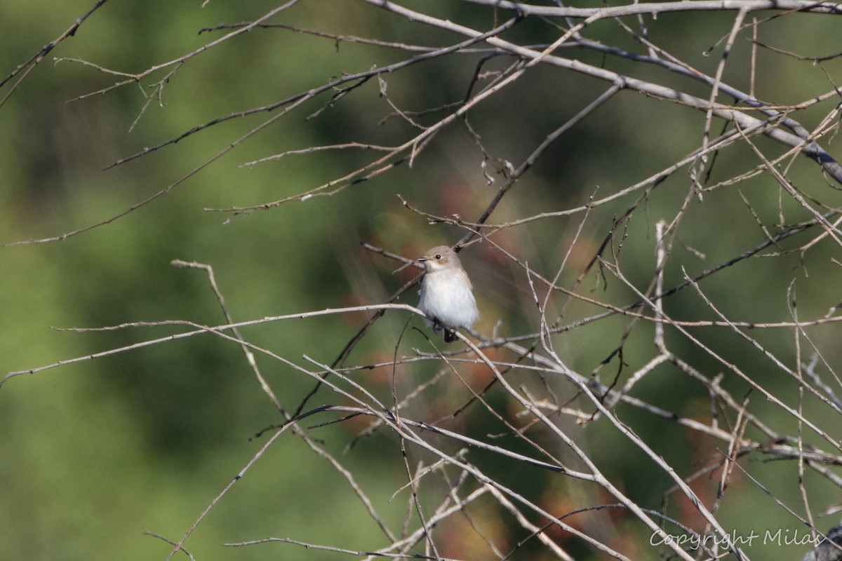 European Pied Flycatcher - ML609164902