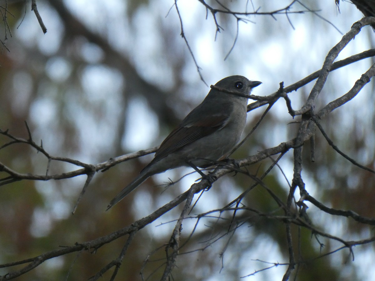 Golden Whistler - ML609164904