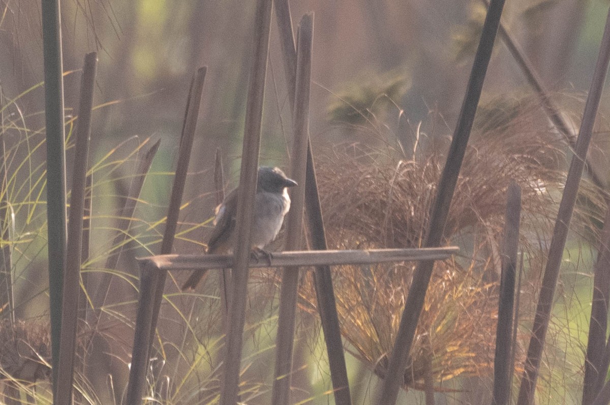 Northern Gray-headed Sparrow - ML609164972