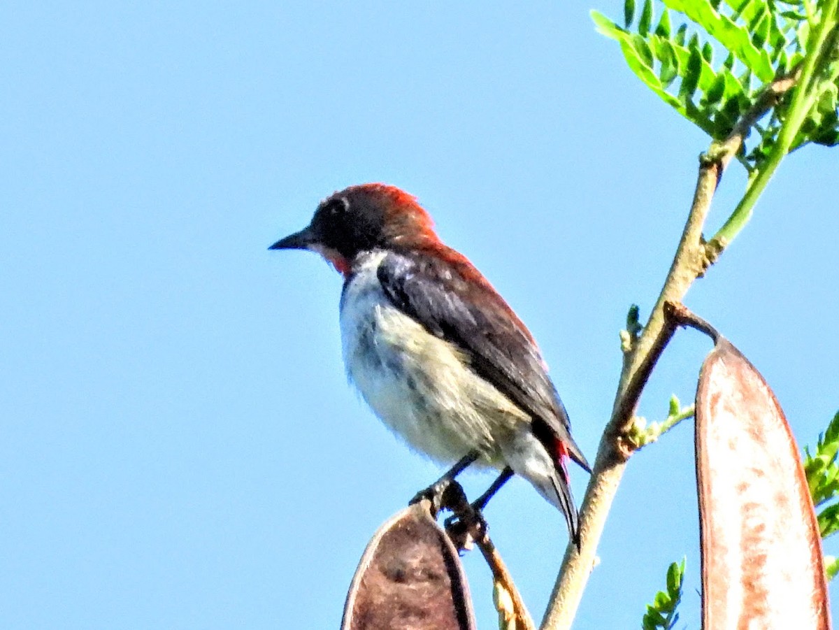 Black-fronted Flowerpecker - ML609165057