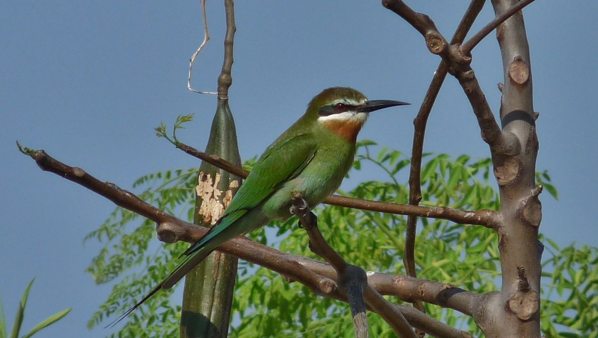 Madagascar Bee-eater - ML609165225