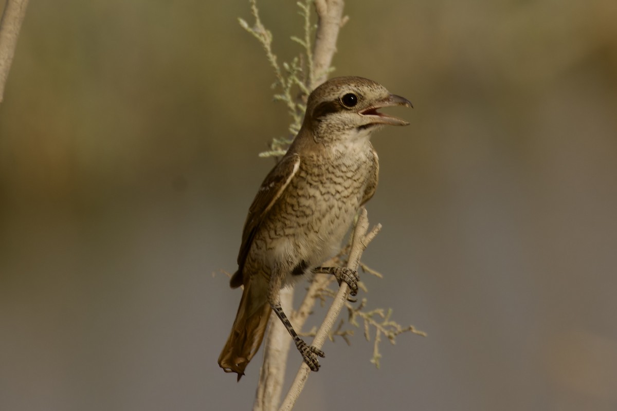 Red-tailed Shrike - Ted Burkett