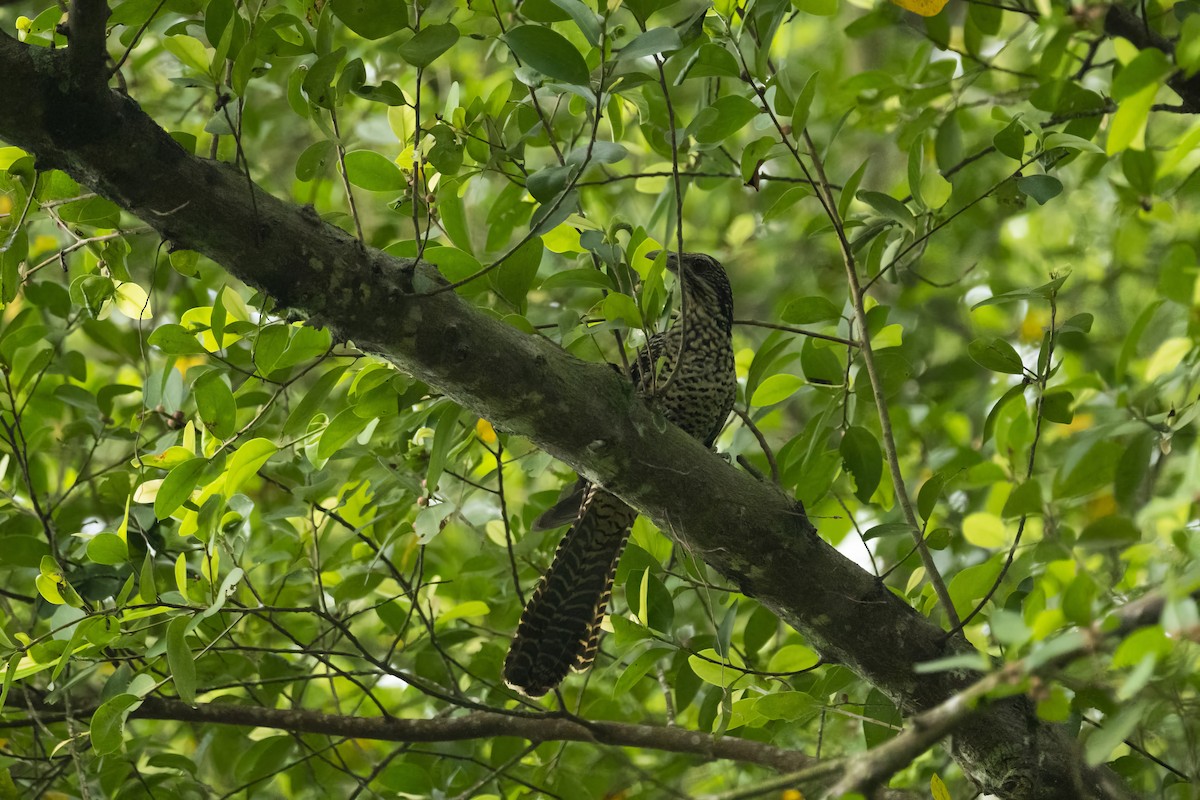 Koel Occidental - ML609165357