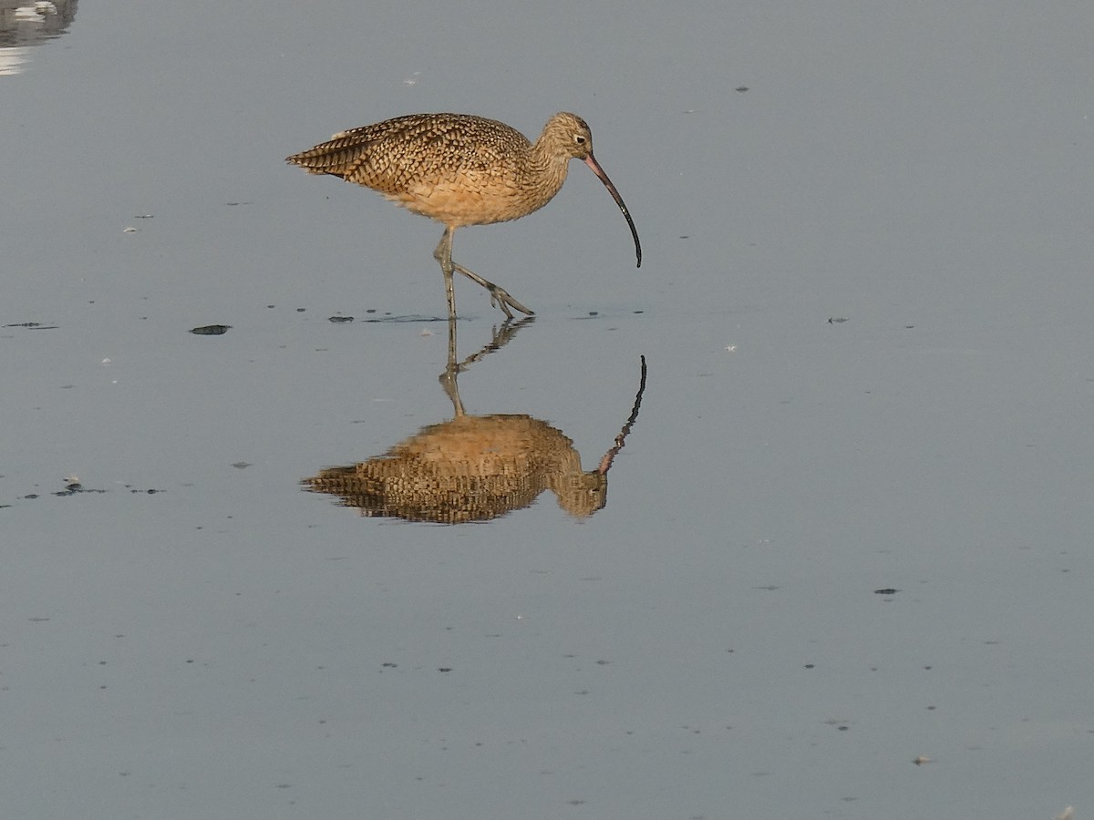 Long-billed Curlew - ML609165449