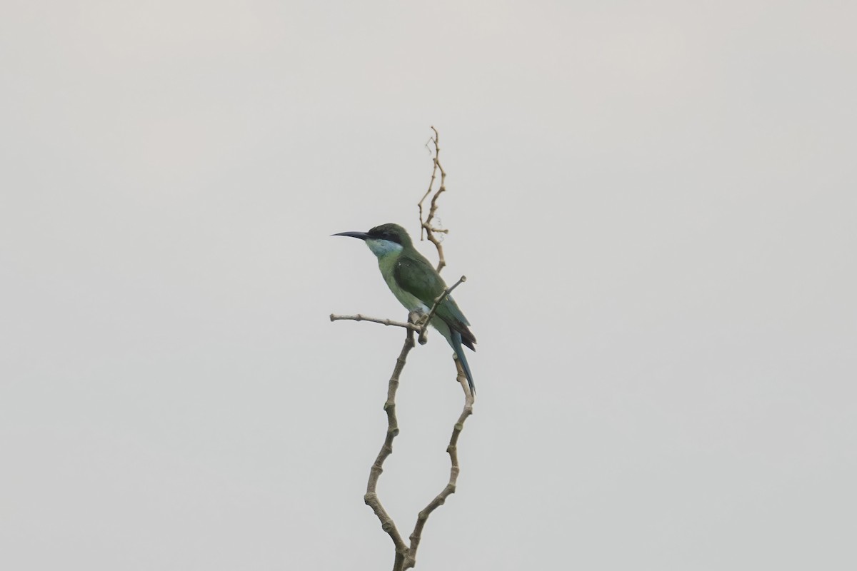 Blue-throated Bee-eater - ML609165665