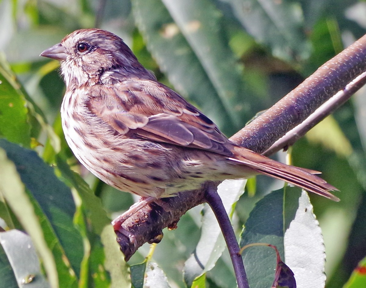 EBird Checklist - 22 Sep 2023 - Bill's Backyard - 16 Species