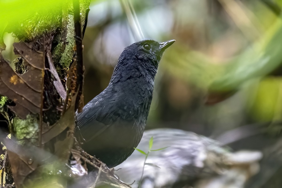 White-crowned Tapaculo - ML609165855