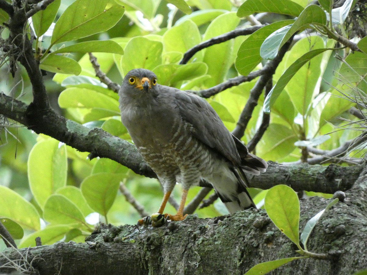 Roadside Hawk - ML609165878