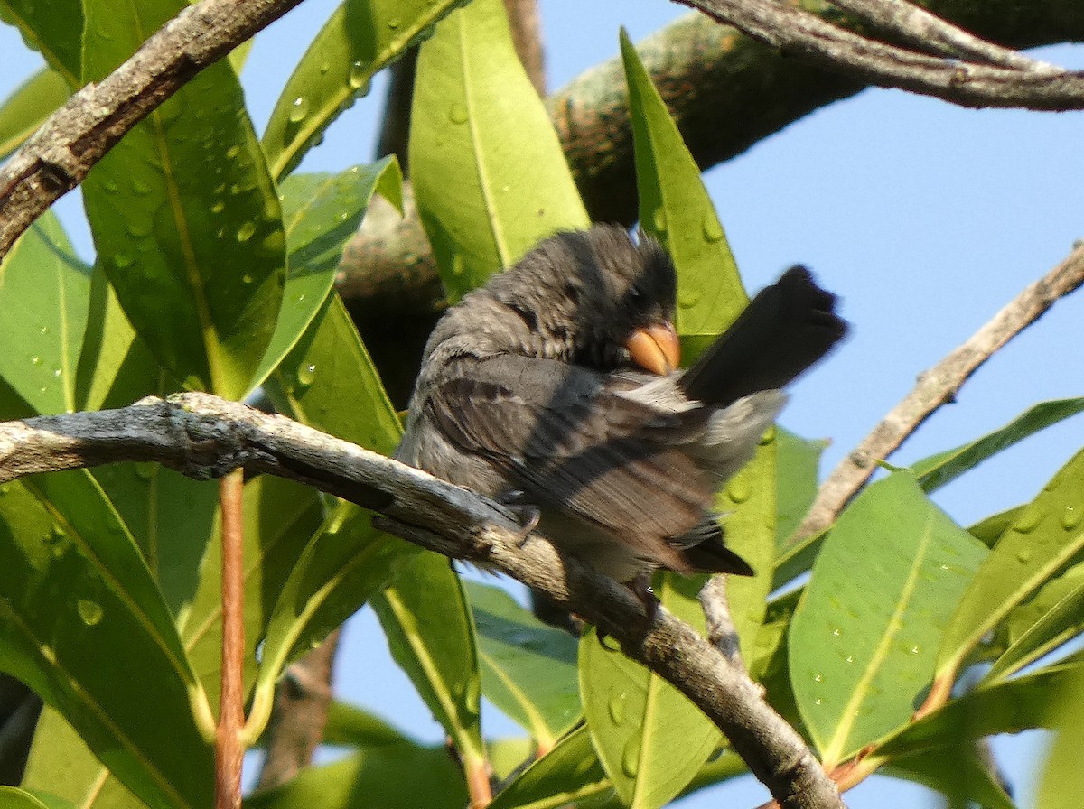 Gray Seedeater - ML609166081