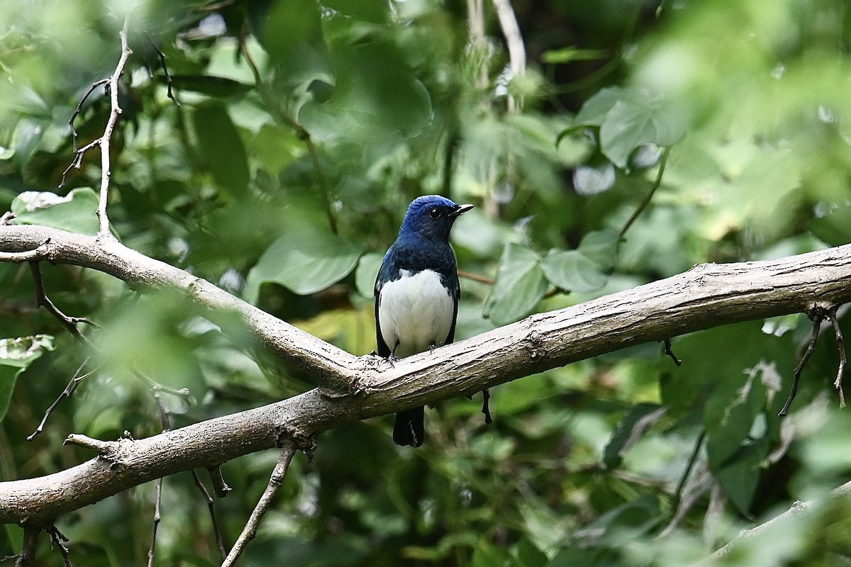 Blue-and-white Flycatcher - ML609166123