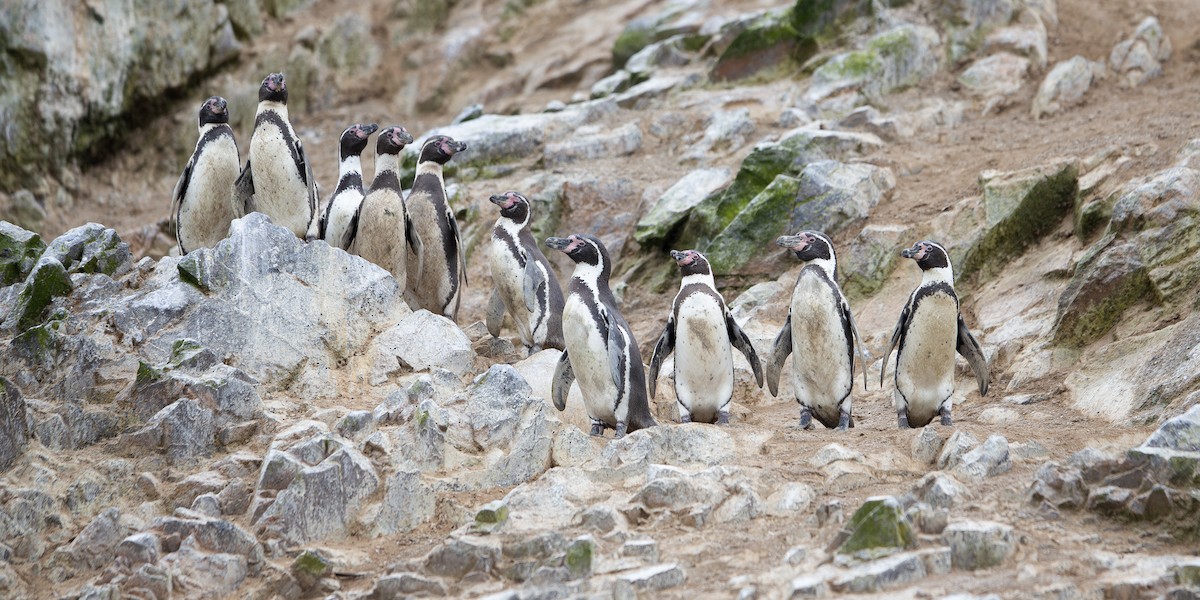 Pingüino de Humboldt - ML609166180