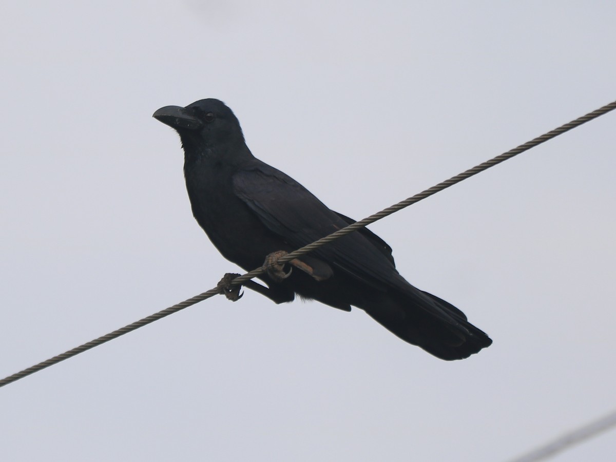 Large-billed Crow - ML609166296