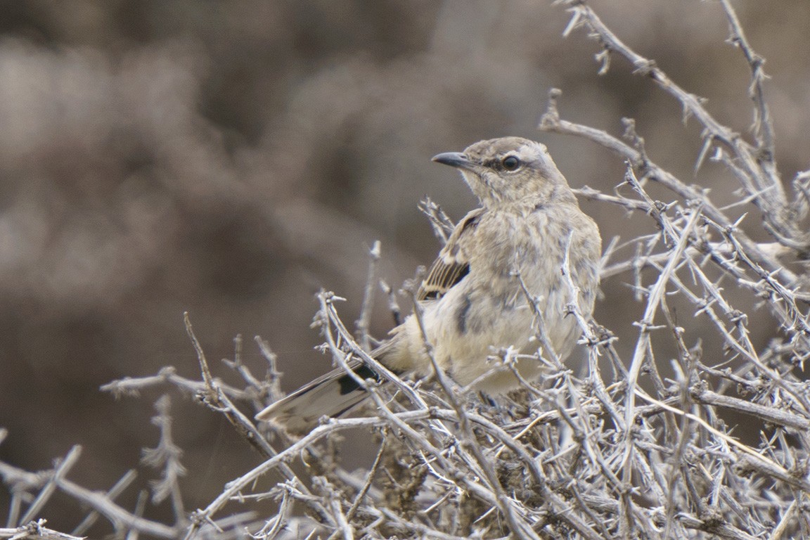 Patagonian Mockingbird - ML609166311