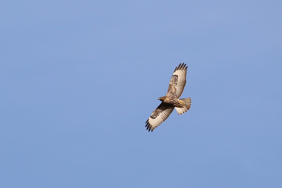 Red-tailed Hawk - ML609166535