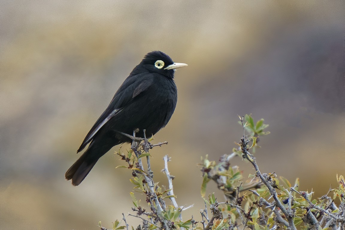 Spectacled Tyrant - ML609166559