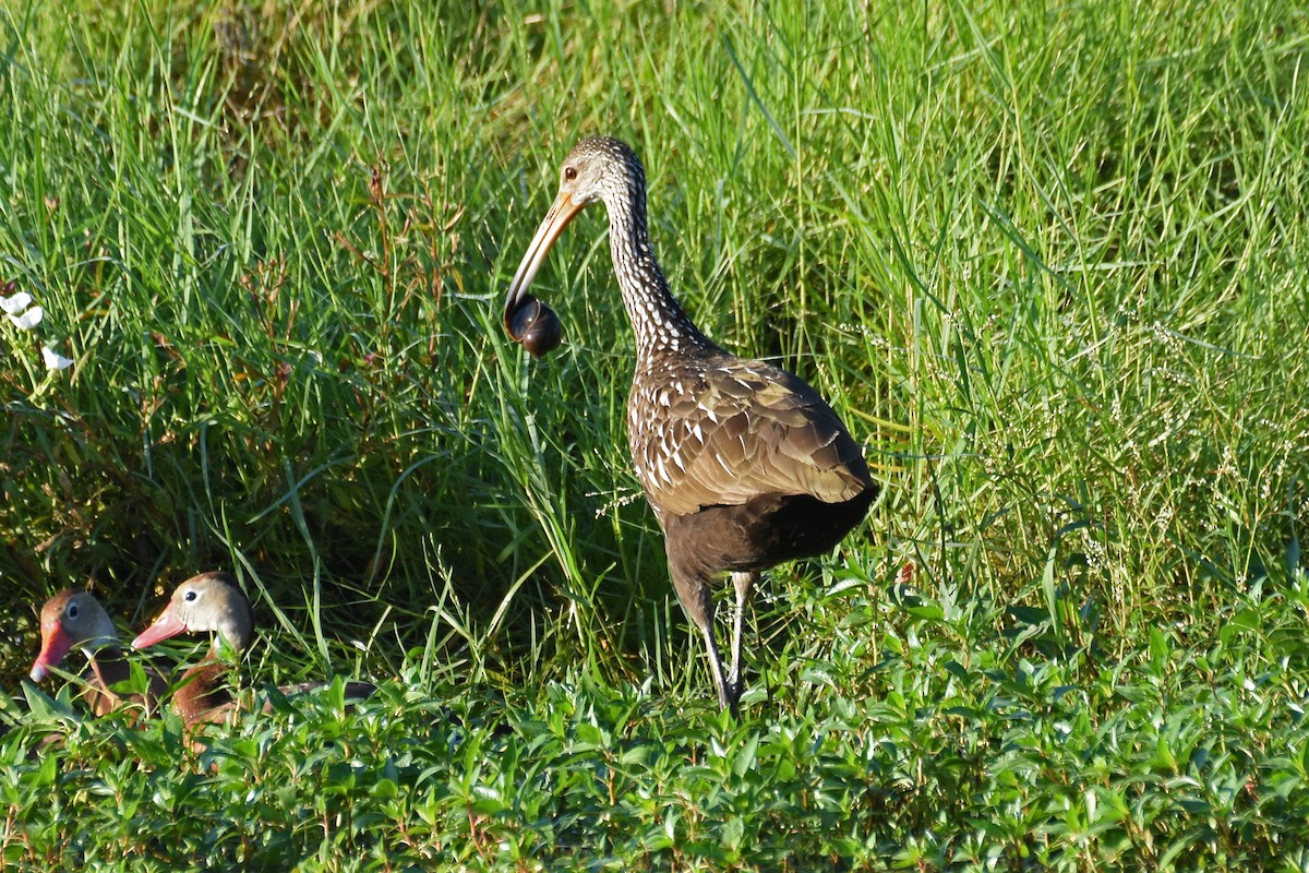 Limpkin - ML609166658