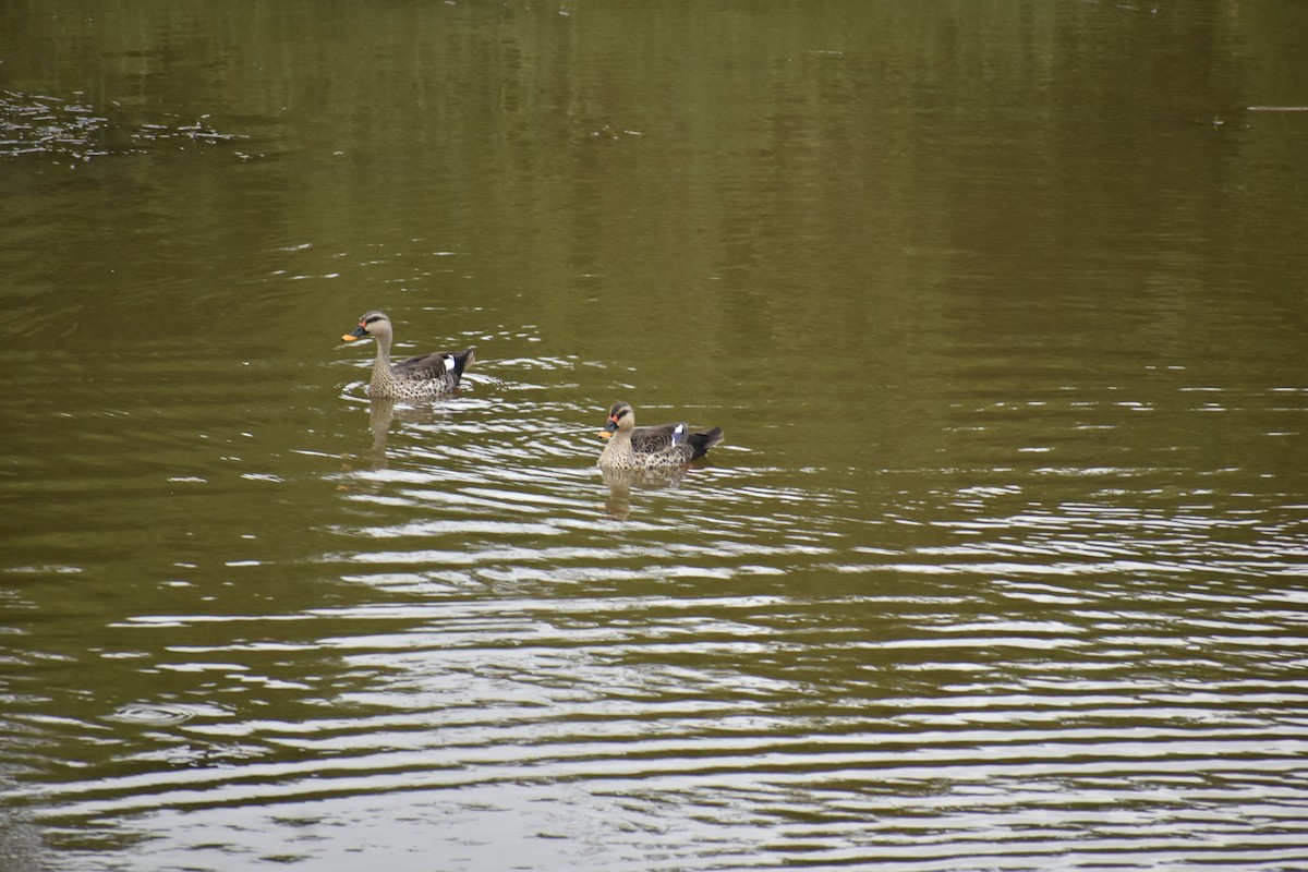 Indian Spot-billed Duck - Orlando Acevedo Charry