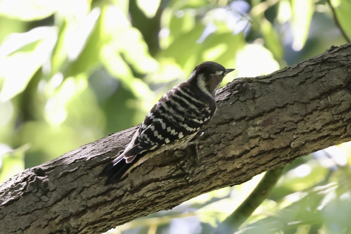 Japanese Pygmy Woodpecker - ML609166726