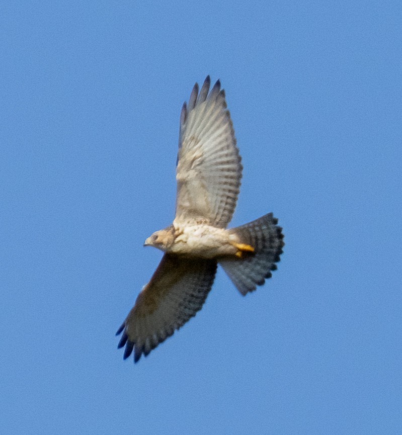 Broad-winged Hawk - ML609167008