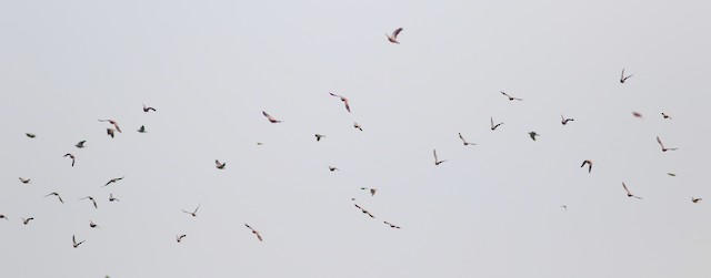 Red Collared-Dove at Lat Krabang--Thap Yao paddies & aquaculture ponds by Benjamin Pap
