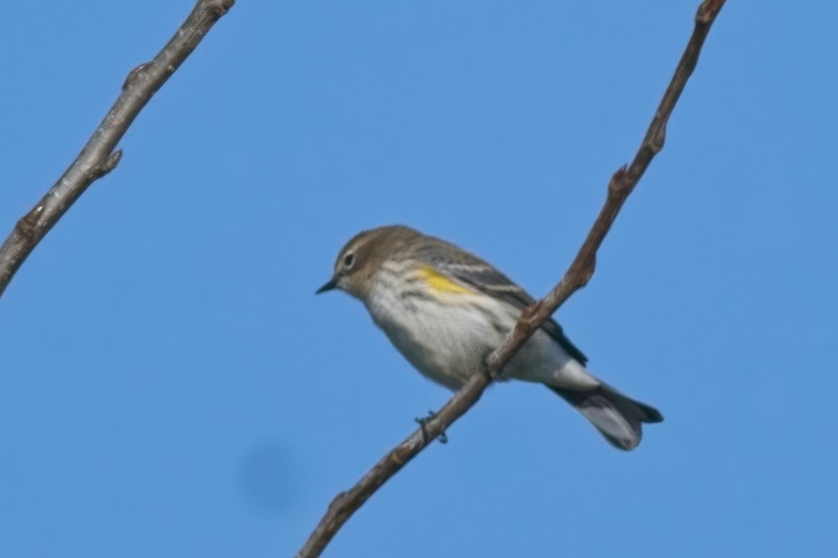 Yellow-rumped Warbler (Myrtle) - ML609167217