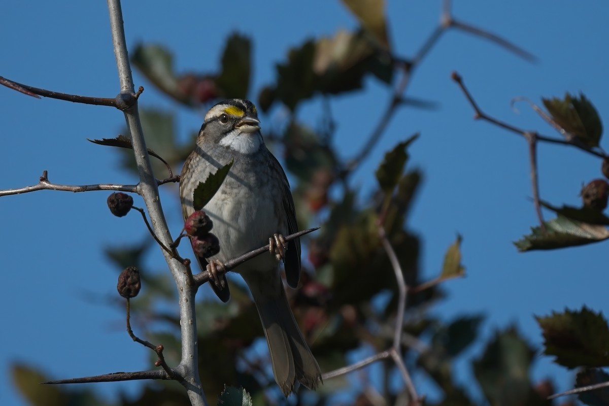 White-throated Sparrow - ML609167230