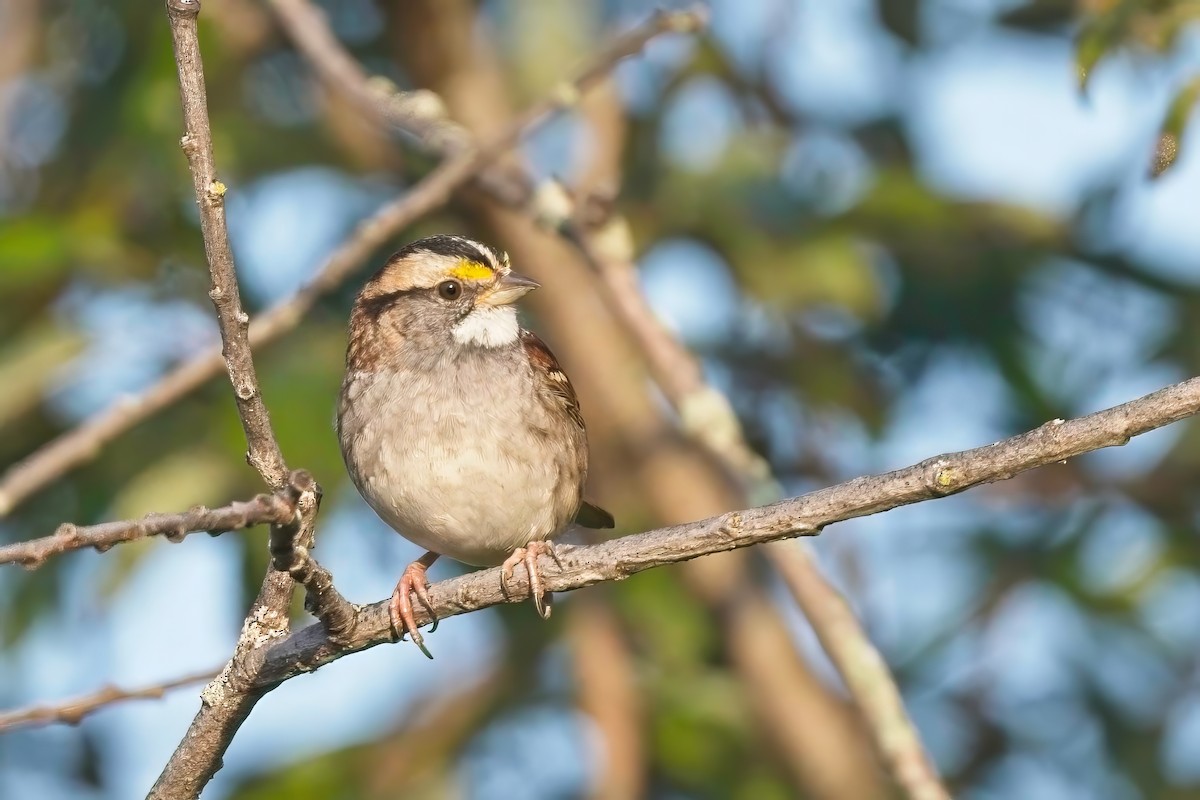 White-throated Sparrow - ML609167231