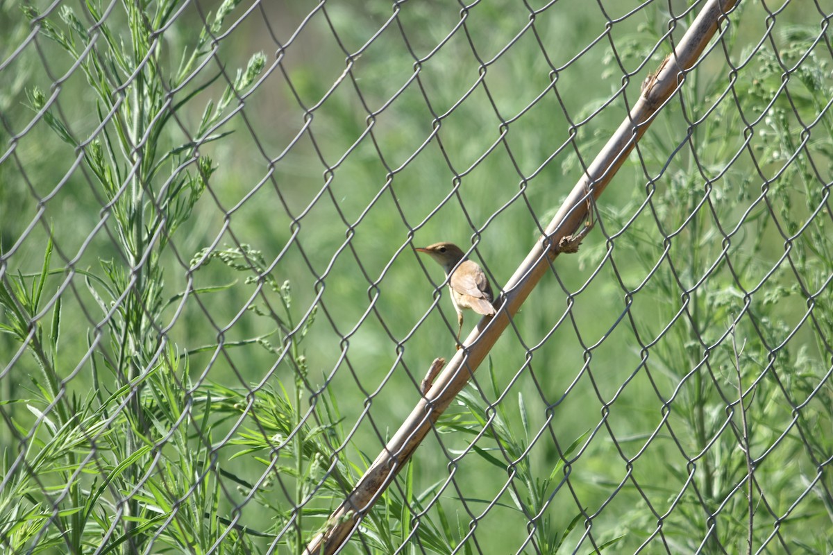 Common Reed Warbler - Carles Balbastre Cuenca